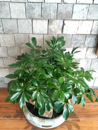 Leaforia Schefflera Bonsai