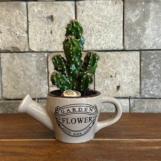 Mini Cactus Joy