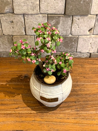 Twisté PinkJade Bonsai Petite