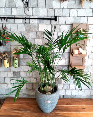 Golden Butterfly Palm Delight