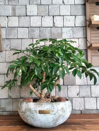 Leaforia Schefflera Bonsai