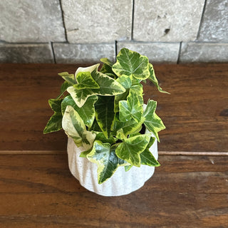 Petite English Ivy Botanique