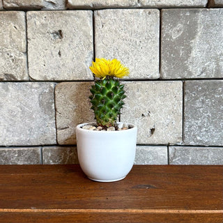 Mini Cactus Joy