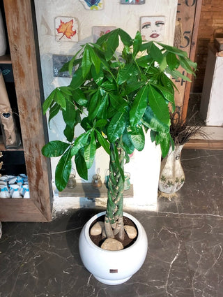 Evergreen Money Tree