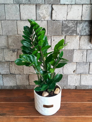 Zamia Gem Petite