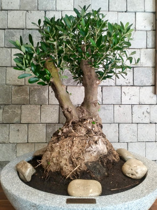 Eterna™ Olive Bonsai – Signature Edition