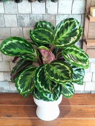 Rosé Calathea Grace