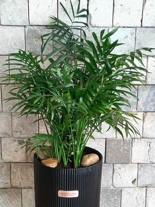 Lush Palm Luxe