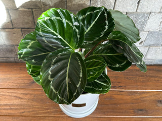 Rose Painted Calathea, The Prayer Plant