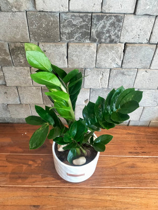 Zamia Gem