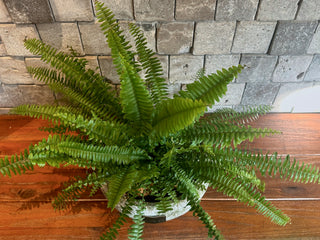 ‘Rustic-Chic’ Boston Fern, Eternal Youth