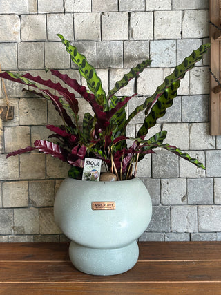 RattleSnake Calathea, The Prayer Plant