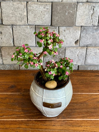 Twisté PinkJade Bonsai Petite