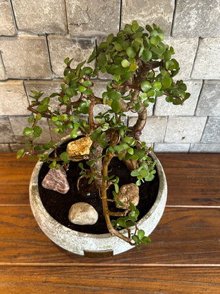 ‘Rustic-Chic’ Pink Jade MoneyTree Bonsai