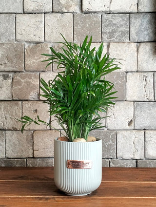 Parlor Palm Petite