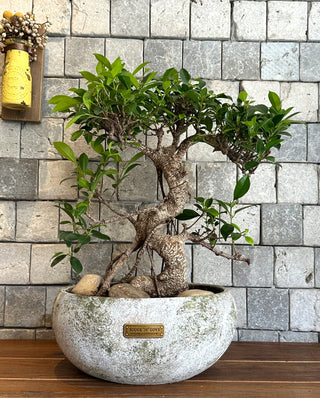 ‘Rustic-Chic’ Ficus Breeze Bonsai