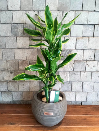 Golden Coast Dracaena