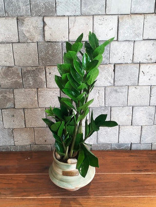 Zamia Terra