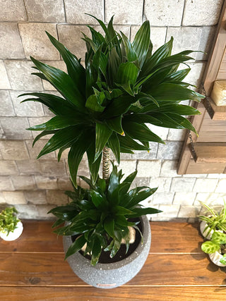 Verde Stille Compacta