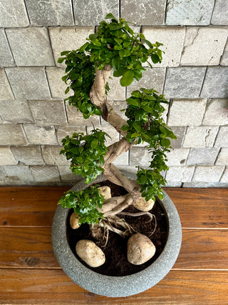 Eterna Twist™ Bonsai