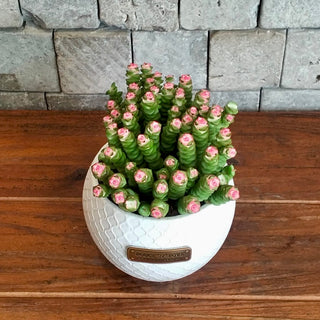 Necklace Vine Crassula, String of Buttons
