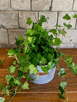 Sweetheart English Ivy Petite