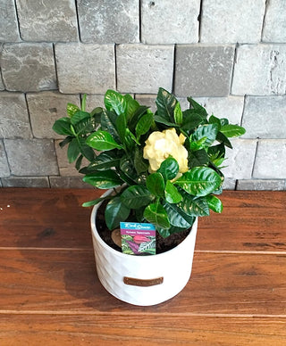 Gardenia Belle