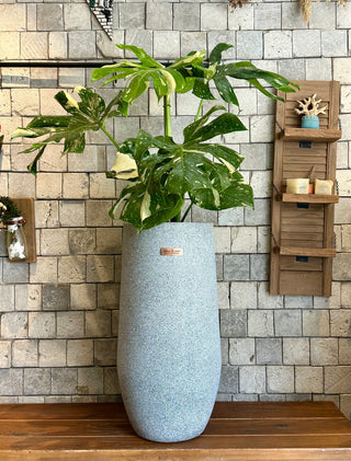 Monstera Exotique Édition
