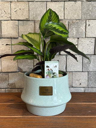 Calathea Beauty Star, The Prayer Plant