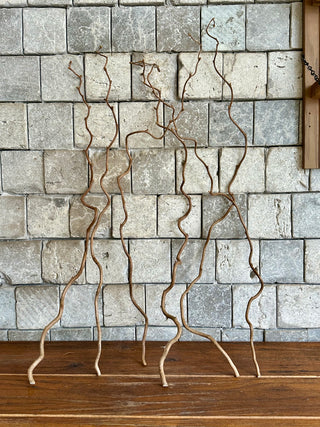 Dried Corylus Stalks ‘Hazel Tree’