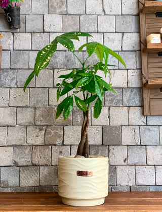 EverLuck MoneyTree