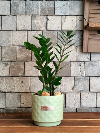 Zamia Gem Petite