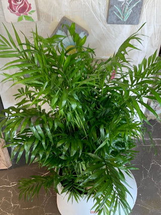 Élan & Sculpt Collection