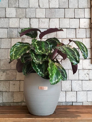 Rosé Veil Calathea