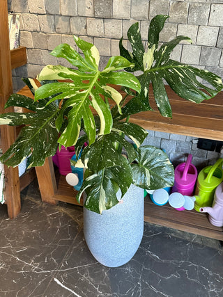 Monstera Exotique Édition