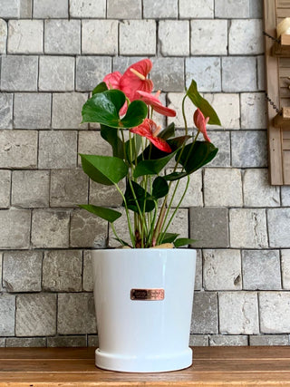 flamingo house plant Blush Muse Flamingo Lily