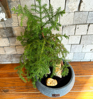 Pine of Norfolk Island Bonsai