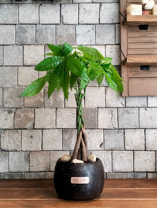 EverLuck MoneyTree