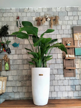 Banana Tropica