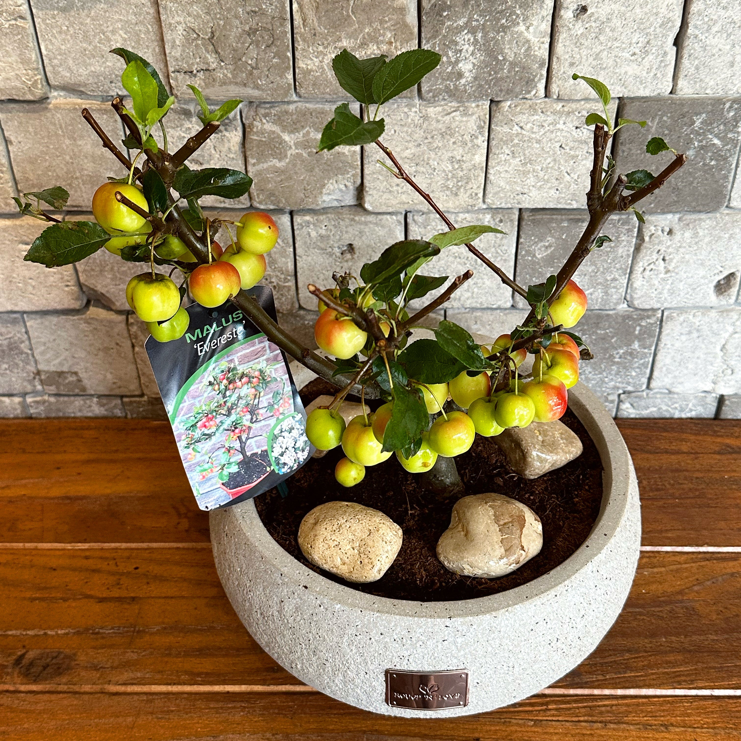 ‘Malus Evereste’ Sweet Apple Bonsai Tree