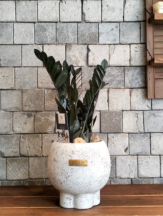 Onyx Exotic Zamia