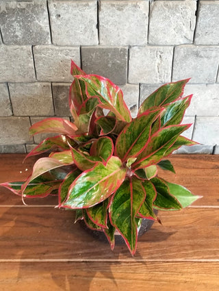 Chinese EverGreen ‘Super Red Star’