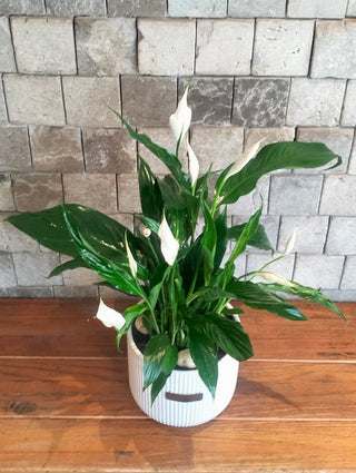 Peace Lily Delight