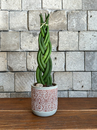 Cylindrical Braided Sansevieria