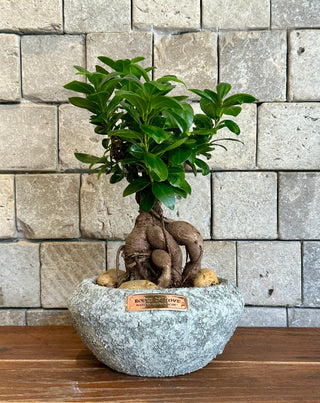 Ginseng Belle Bonsai
