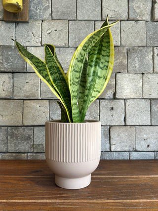 Snake Plant