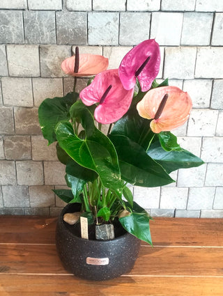EverBloom Flamingo Lily