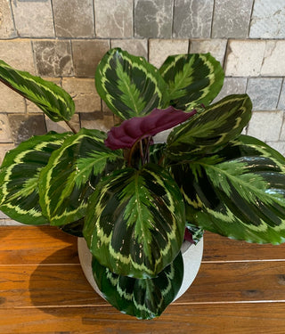 Graceful Rose Painted Calathea