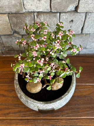 ‘Rustic-Chic’ Pink Jade Bonsai ‘MoneyTree’