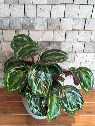 Rosé Veil Calathea